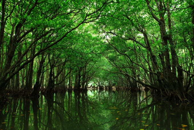 水曜どうでしょう 西表島