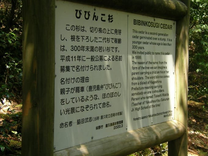 白谷雲水峡　びびんこ杉（屋久島）