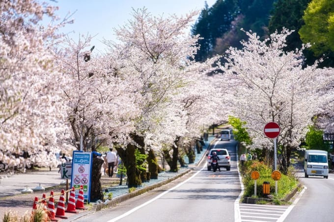 家山の桜トンネル