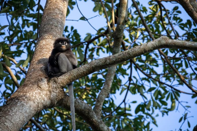 ケーンクラチャン森林保護区群