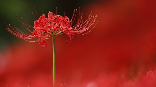 埼玉県日高の観光スポット！太古の歴史が息づく自然と花の里へ