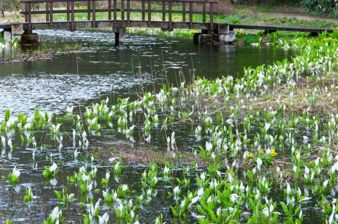 ミニ尾瀬公園 檜枝岐