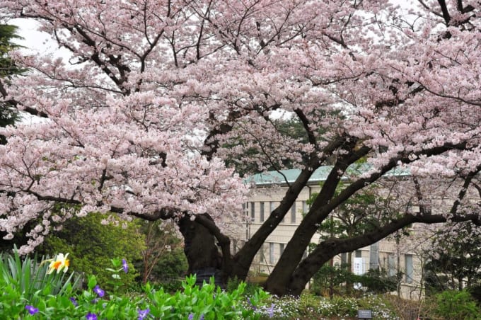 港の見える丘公園　神奈川近代文学館と桜