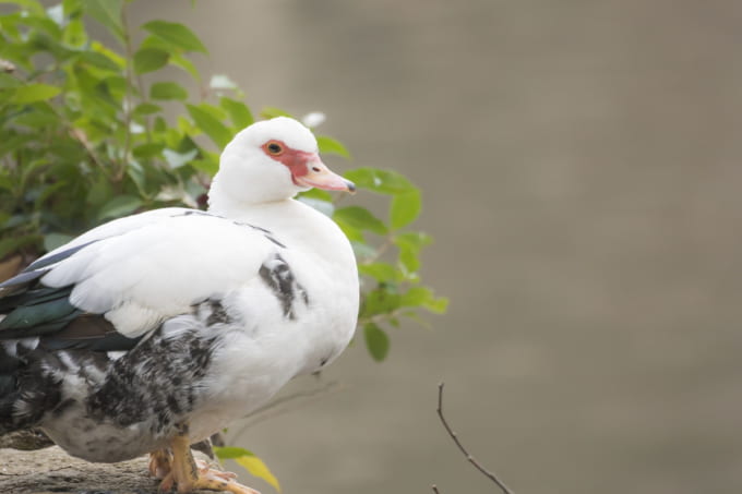 洞峰公園のバリケン（つくば市）