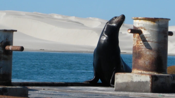 コククジラを守るメキシコの世界遺産！エル・ビスカイノのクジラ保護区
