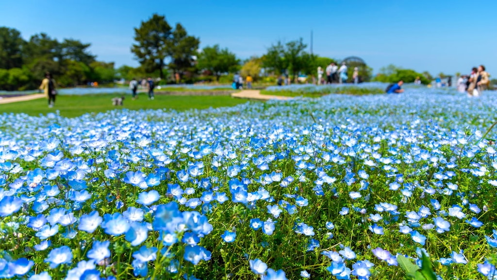 「海の中道海浜公園」の魅力とアクセス｜自然とアクティビティを楽しもう！