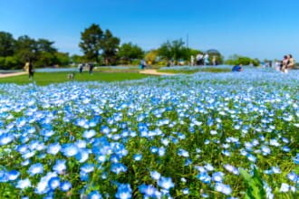 海の中道海浜公園のネモフィラ（福岡県）