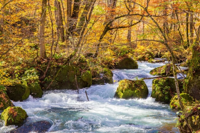 紅葉の奥入瀬渓流（青森県）
