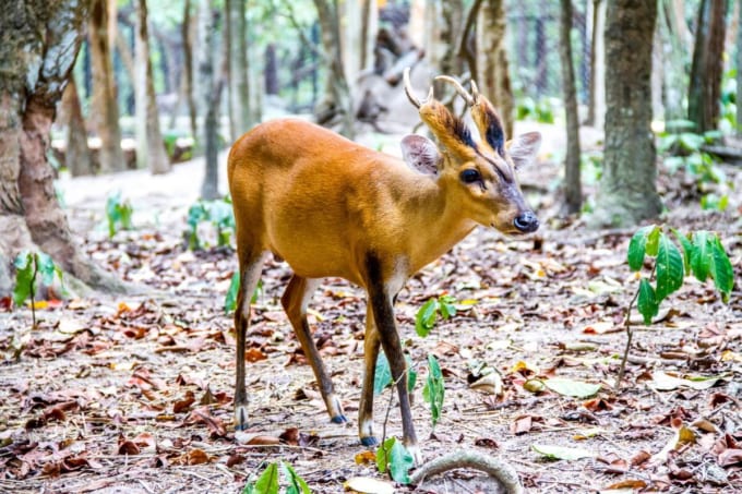 プノンペンのタマウ動物園（プノンタマオ野生動物救護センター）