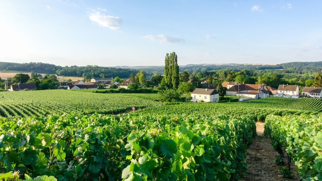 シャンパーニュの丘陵、メゾンとカーブ｜琥珀色に泡立つフランスの世界遺産