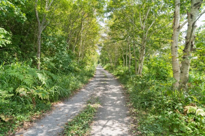 千畳敷コースの登山道（函館山）