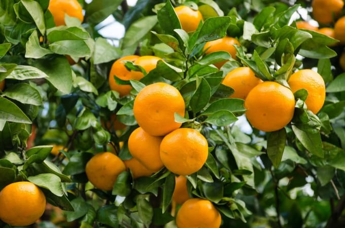 徳島　ミカン狩り