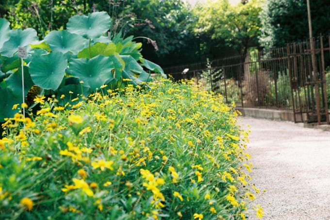 パドヴァの植物園