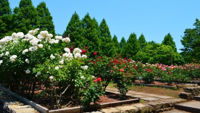 相模原北公園のバラ園