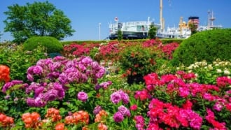 横浜　山下公園のバラ園