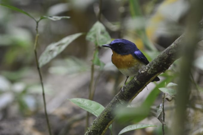 カオヤイ国立公園 楽しみ方