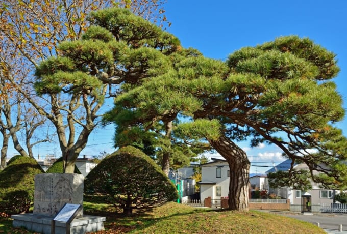 函館公園 高田屋の松