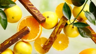 ブラウニー専門店コートクール「オランジェットブラウニー」