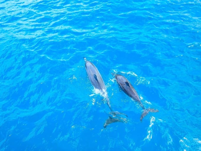 グアム　イルカウォッチングツアー