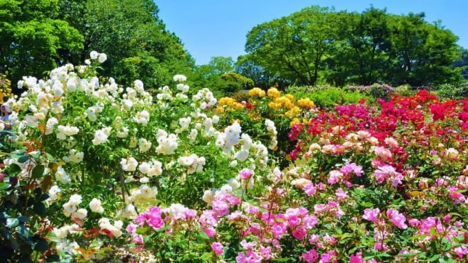 【鎌倉市】日比谷花壇大船フラワーセンターのバラ