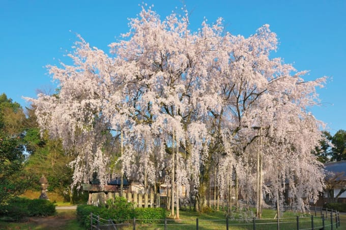 足羽神社のしだれ桜