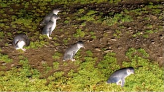 フィリップ島ペンギンパレード
