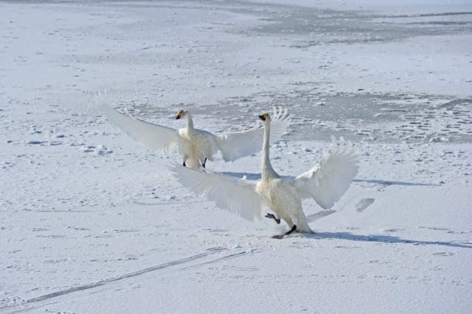 大沼公園の白鳥