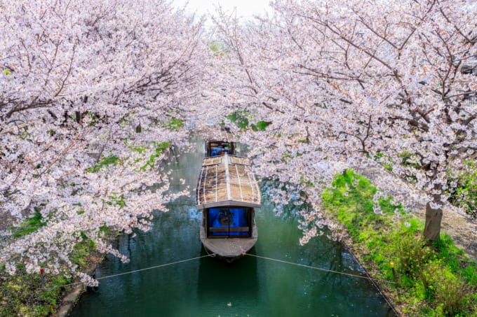 桜が美しい伏見十石船（京都市伏見区）