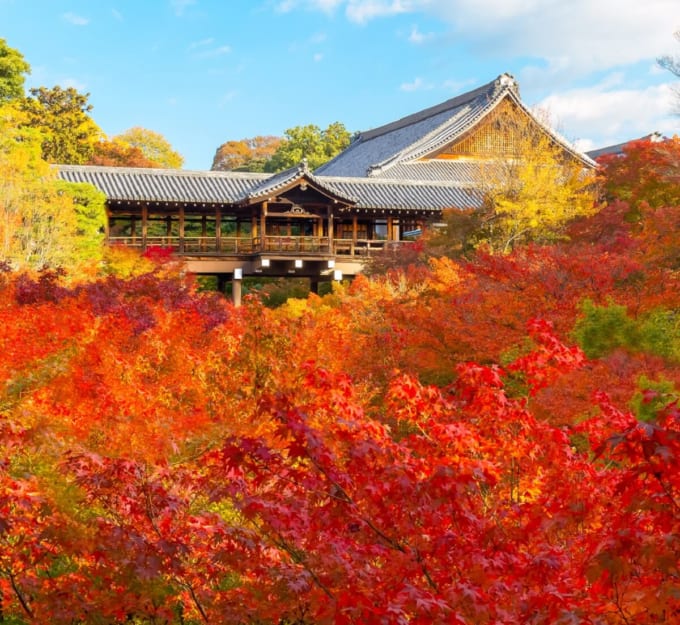 東福寺の紅葉　錦の雲海