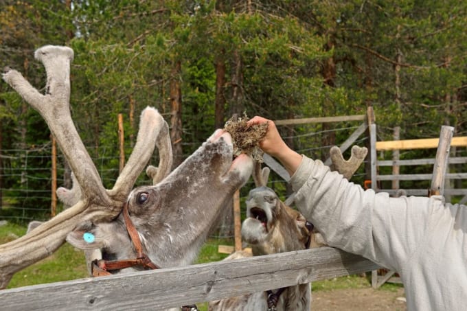 パロサーリ釣り＆トナカイ牧場（クーサモ）