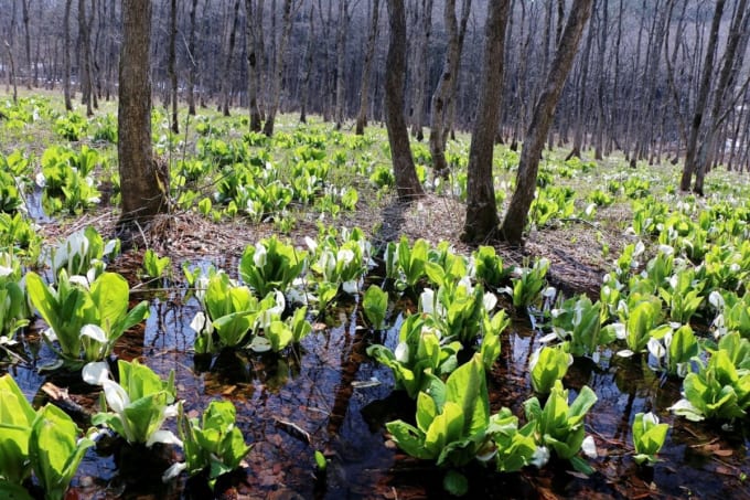 荒沢湿原 水芭蕉の群生