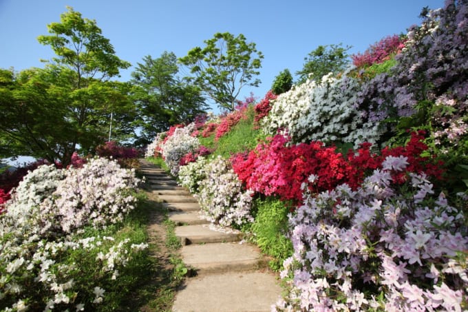 茶臼山公園のツツジ（大鰐）