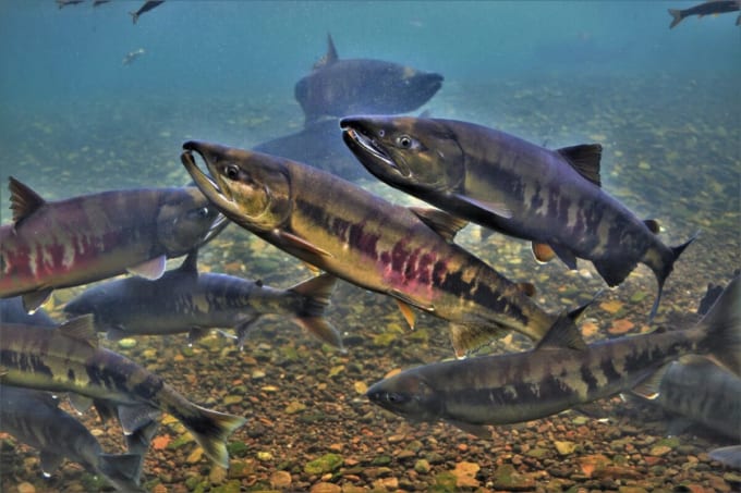 「サケのふるさと 千歳水族館」（北海道千歳市）