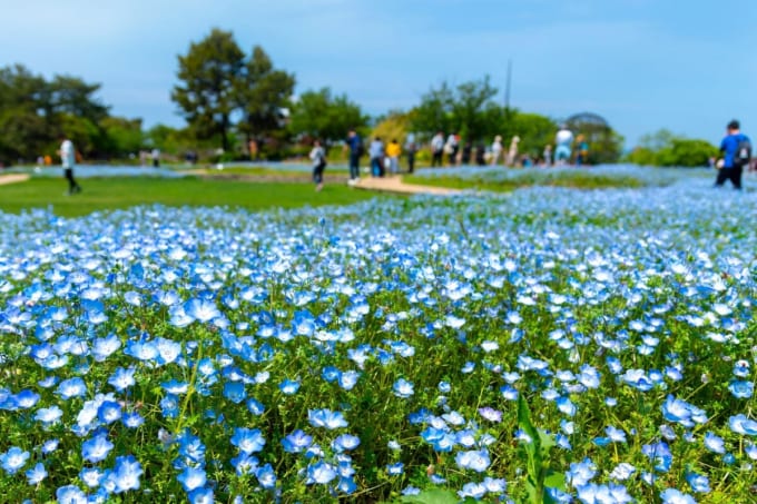 海の中道海浜公園のネモフィラ（福岡県）