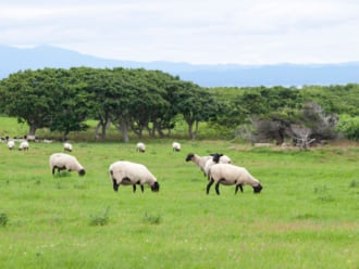 焼尻島には羊がたくさんいる