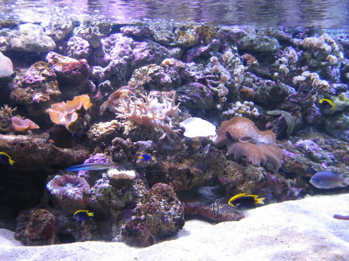 シドニー水族館