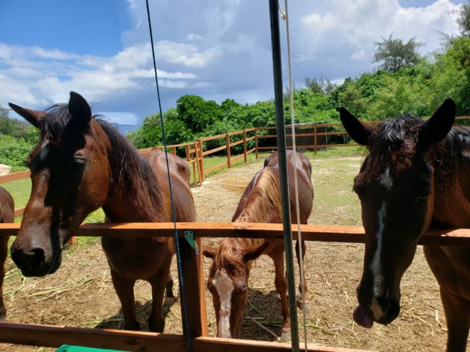 Saipan Horse Courseでの乗馬体験