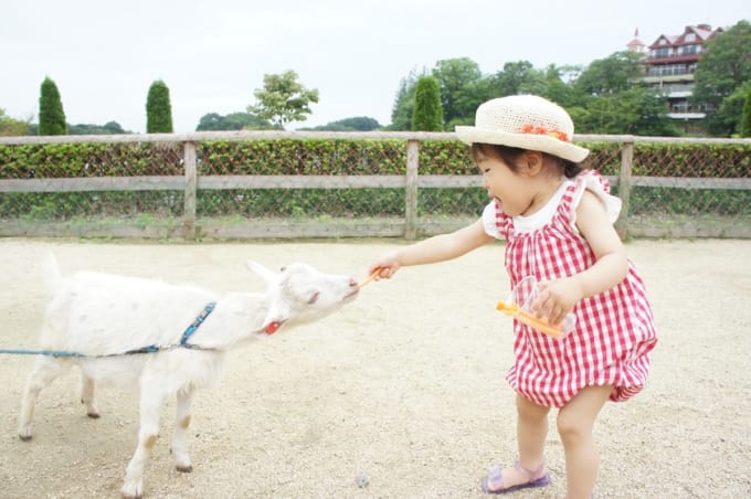 餌やり（那須高原りんどう湖ファミリー牧場）