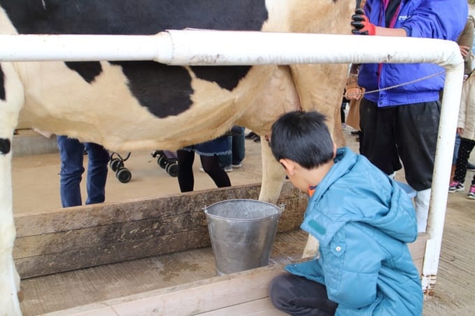 マザー牧場「乳牛の手しぼり体験」
