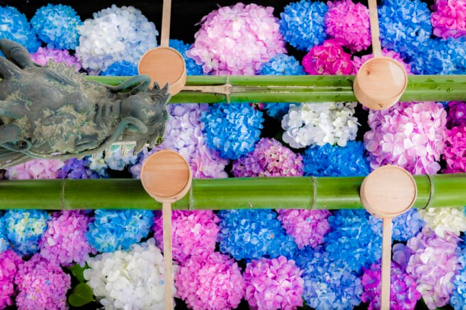 京都 紫陽花 柳谷観音