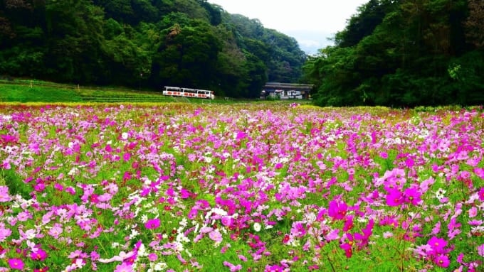 【横須賀市】くりはま花の国