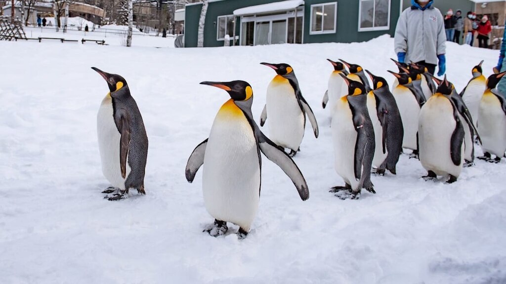 子供連れで楽しめる！北海道旭川市で厳選の観光スポット5選！