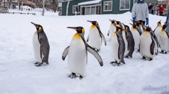 旭山動物園