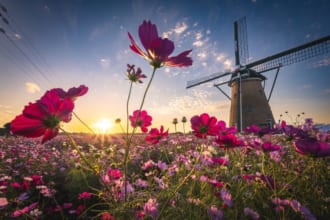 佐倉ふるさと広場　コスモス畑