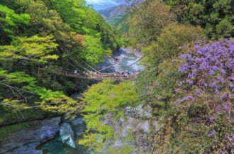かずら橋 祖谷渓