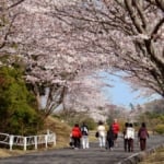 つま恋リゾート彩の郷「つま恋桜まつり」