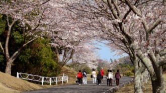 つま恋リゾート彩の郷「つま恋桜まつり」