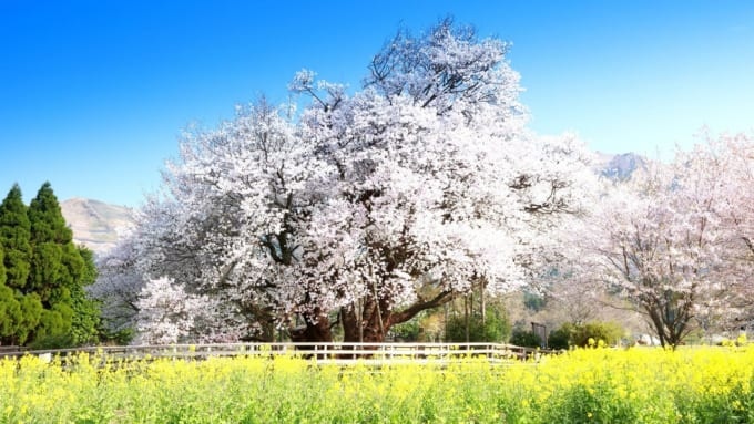 【熊本県】南阿蘇にある一心行の大桜