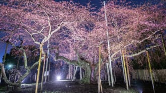 般若院（龍ケ崎）のシダレザクラ