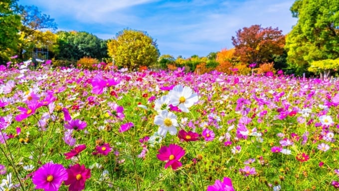 【大阪市】長居植物園のコスモス